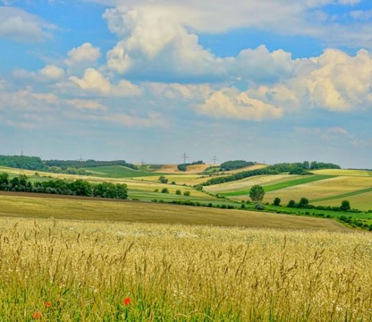 Natječaj za očuvanje i razvoj genetskih izvora u poljoprivredi natječaj za očuvanje genetskih izvora u poljoprivredi