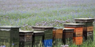 potpore pčelarima zbog gubitka medonosnog potencijala