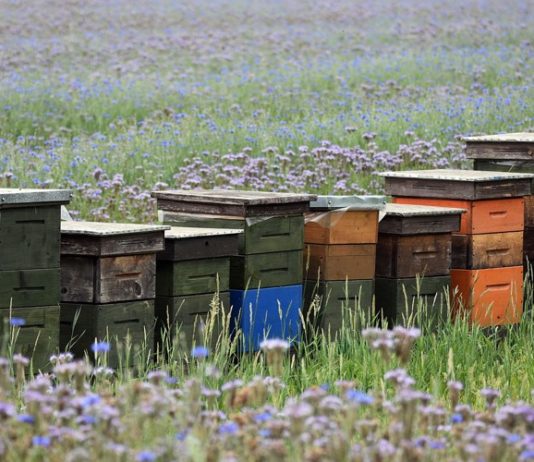 Započela predaja zahtjeva za potpore zbog gubitka medonosnog potencijala potpore pčelarima zbog gubitka medonosnog potencijala
