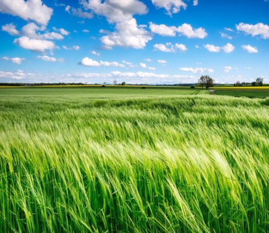 Plan objave natječaja iz Programa ruralnog razvoja plan objave natejčaja