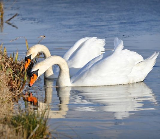 visokopatogena influenca ptica