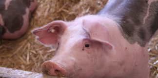 potpore za skladištenje svinjskog mesa