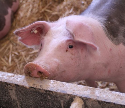potpore za skladištenje svinjskog mesa
