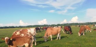 anketni upitnik za uzgajivače konja uzgajivači koza i ovaca uzgajivači goveda