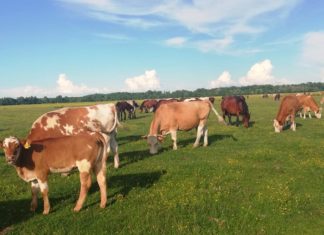anketni upitnik za uzgajivače konja uzgajivači koza i ovaca uzgajivači goveda