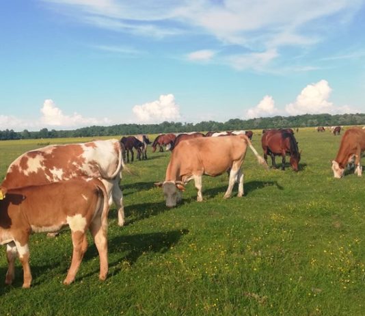 anketni upitnik za uzgajivače konja uzgajivači koza i ovaca uzgajivači goveda