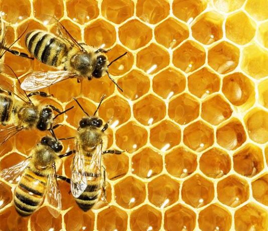 Agroekonomika - Isplativost proizvodnje meda i drugih pčelarskih proizvoda