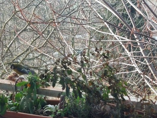 presađivanje grmova