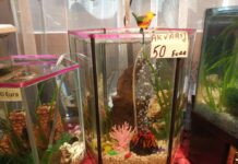 Akvarij šesterokutni, 19 litara