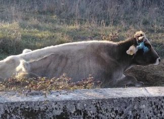 zbrinjavanje napuštenih i izgubljenih životinja