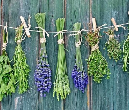 Berba i sušenje ljekovitog bilja Berba i sušenje ljekovitog bilja