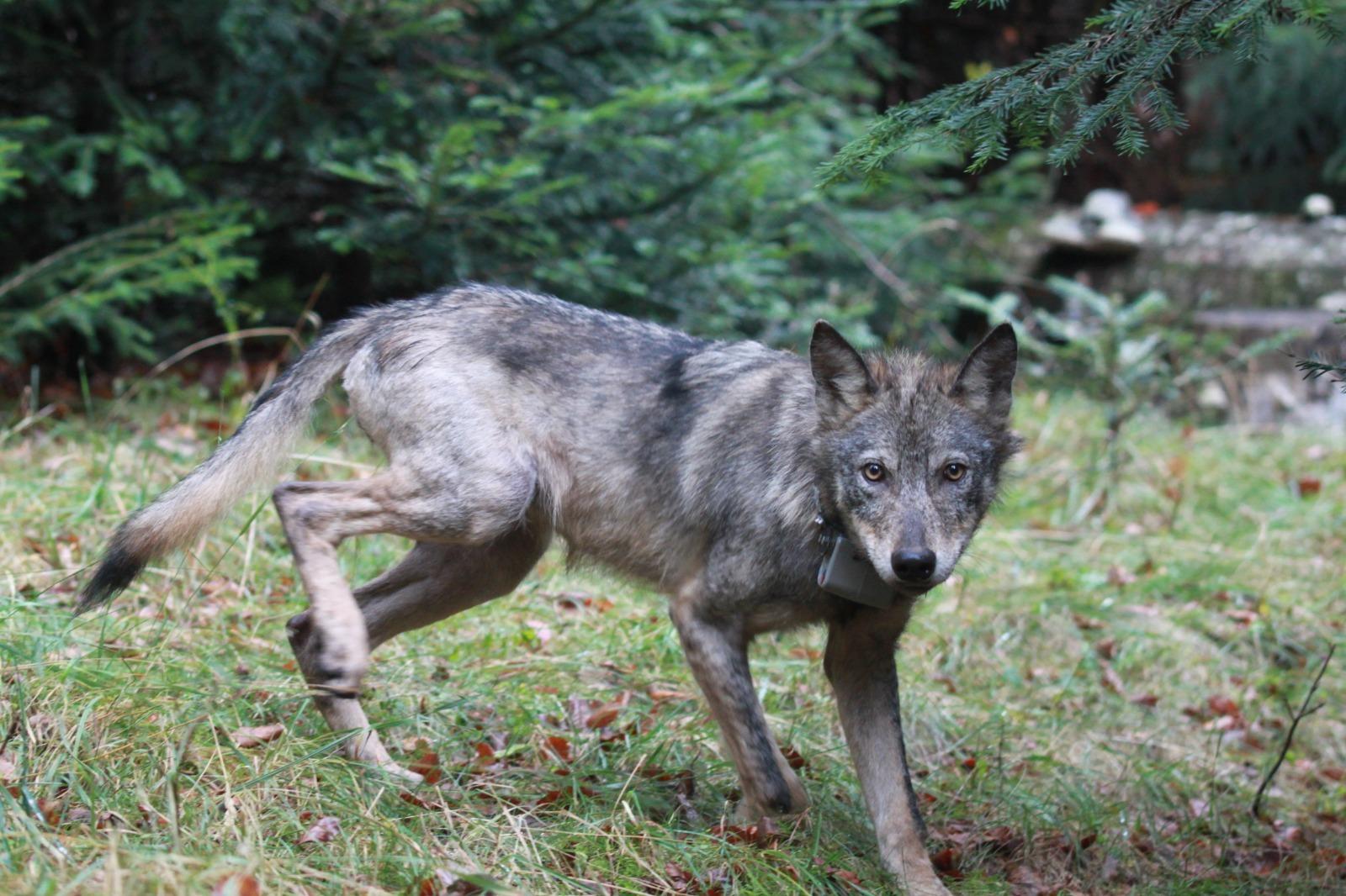 povećanje populacije vukova stanje vukova