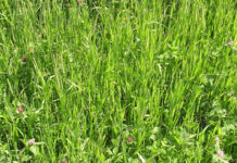 Kako pH utječe na DTS i koje smjese su najbolje za suha i siromašna tla?