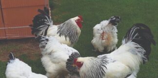 Čime hraniti kokoši nesilice?