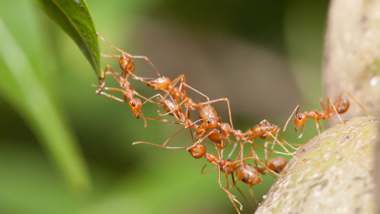 korisni mravi