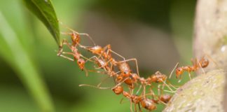 štete od mravi