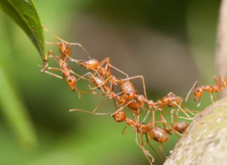 štete od mravi