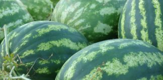 uvjeti za uzgoj lubenica
