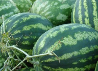 uvjeti za uzgoj lubenica