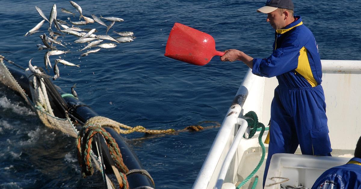Važno je nastaviti ulaganje u ribarstvo i u zaštitu Jadrana