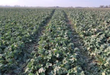 Radovi na oraničnim površinama tijekom ožujka