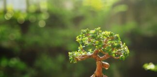 Bonsai - upoznajte azijsku vještinu oblikovanja drveća