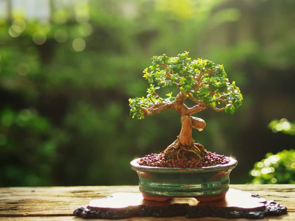 Bonsai - upoznajte azijsku vještinu oblikovanja drveća