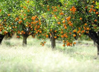 Rezidba mandarine Unšiu