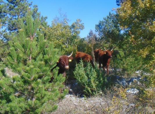tužba hrvatskih šuma
