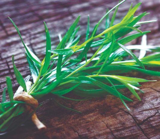 Uzgojite estragon – omiljen začin francuske kuhinje estragon začin