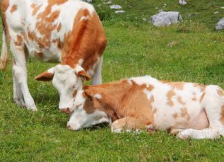 ekološko meso i mlijeko ekološki proizvedeno meso ekološki proizvedeno mlijeko ekološki uzgoj