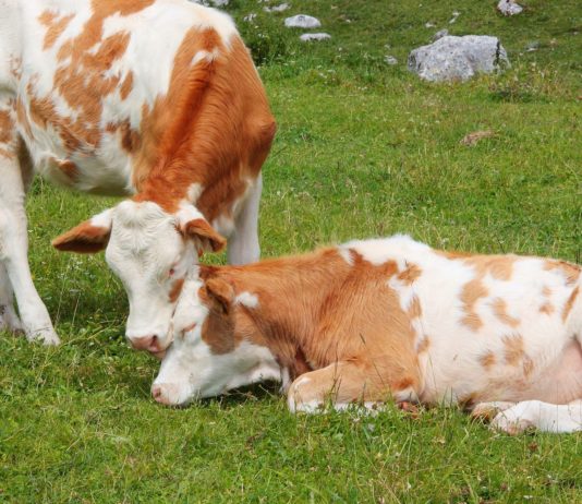 Ekološki proizvedeno meso i mlijeko puno zdravije za organizam ekološko meso i mlijeko ekološki proizvedeno meso ekološki proizvedeno mlijeko ekološki uzgoj