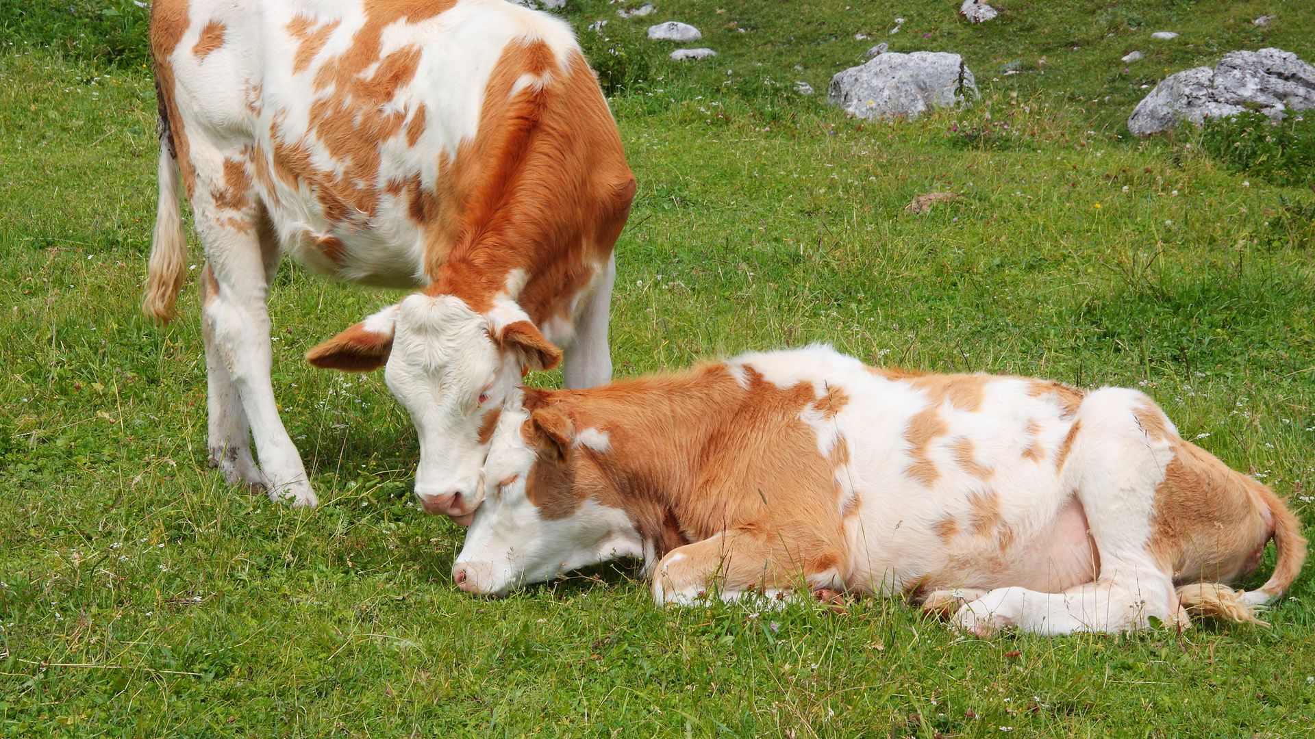 ekološko meso i mlijeko ekološki proizvedeno meso ekološki proizvedeno mlijeko ekološki uzgoj