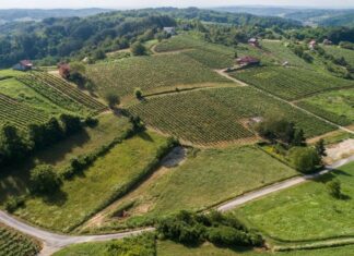 Piknik u vinogradu                                                                      u blizini Svetog Ivana Zeline