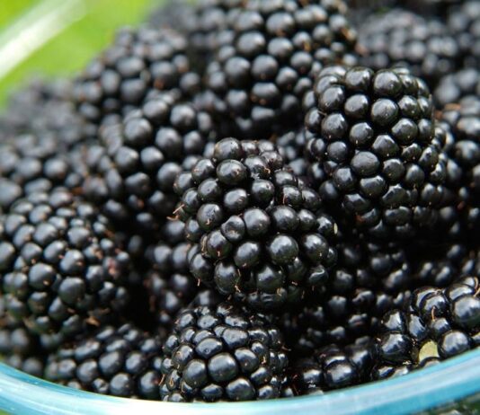 Kupina – unosna voćna vrsta Kupina - unosna voćna vrsta