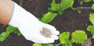uvjeti za uzgoj salate plodored gnojidba salate