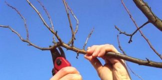 orezivanje breskve marelice višnje
