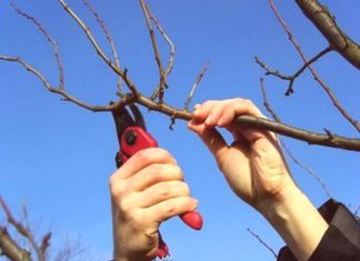 orezivanje breskve marelice višnje