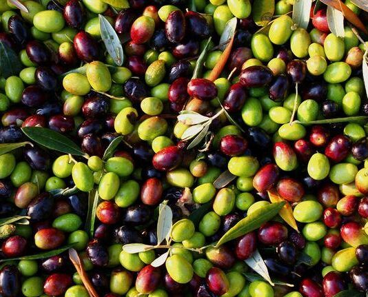 Isplativost ekološke proizvodnje maslina Isplativost ekološke proizvodnje maslina