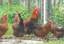 pasminske kokoši za uzgoj na obiteljskom gospodarstvu