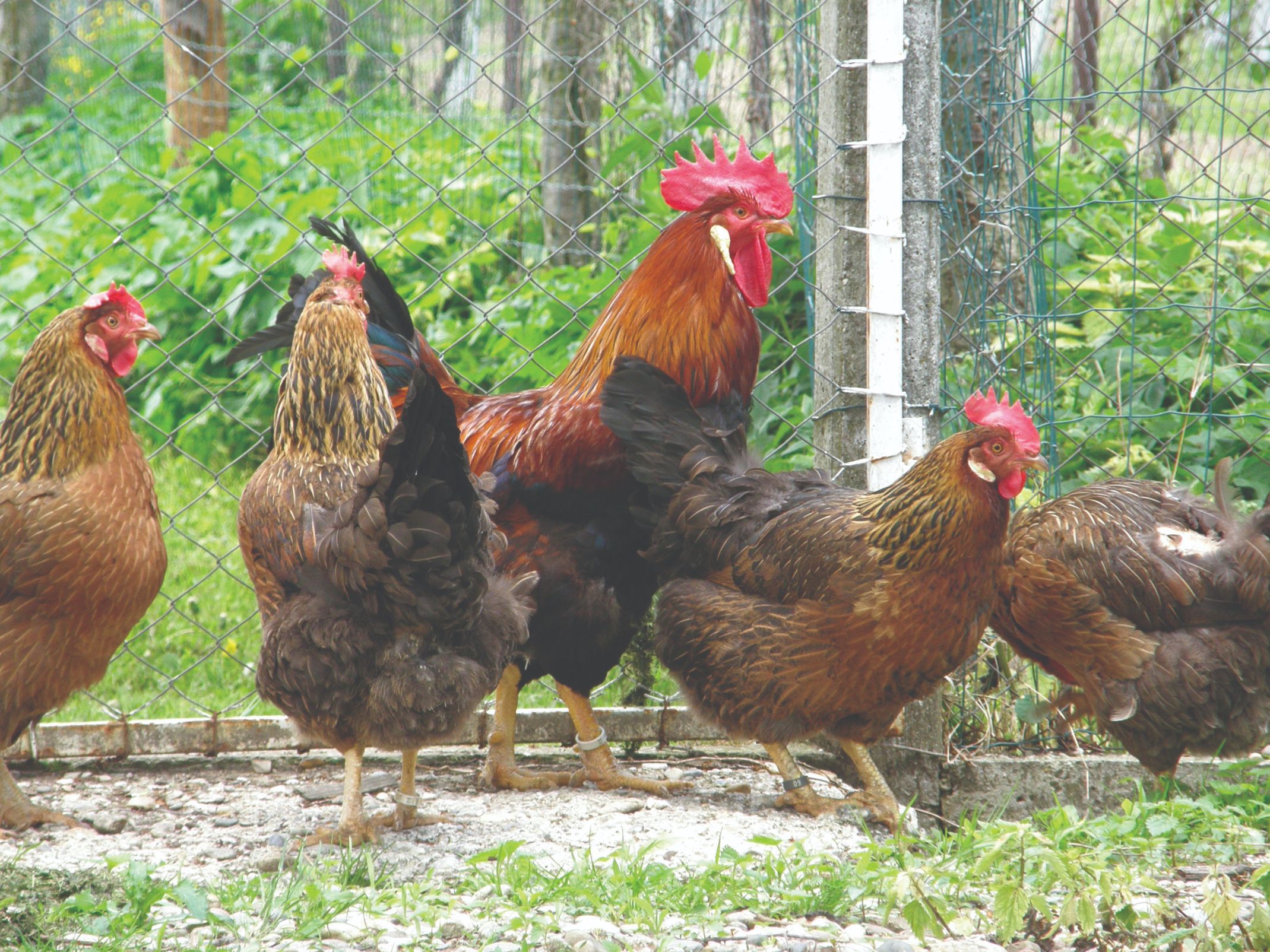 pasminske kokoši za uzgoj na obiteljskom gospodarstvu