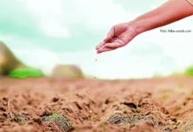 mineralna gnojiva u sjetvi soje zabrana mineralnih gnojiva za soju
