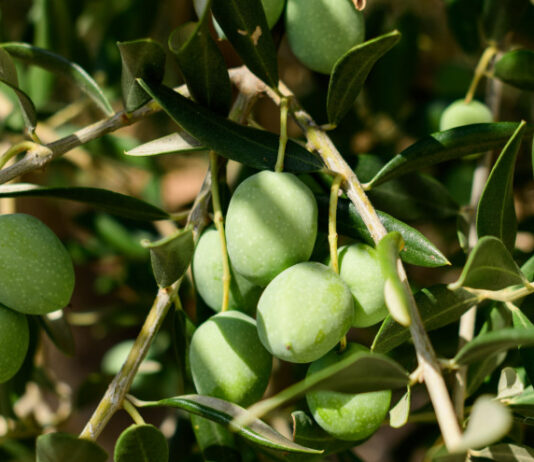 dani masline zadar maslinarska fešta