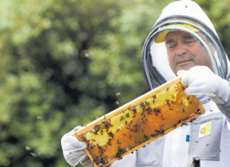 mjesto i uloga pčela u okolišu