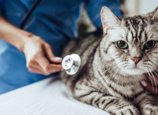 veterinarski dani 2021. u vodicama