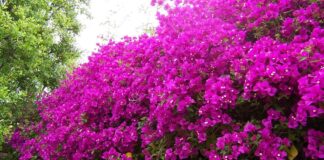 Bugenvilija – ukrasna penjačica dugotrajne cvatnje