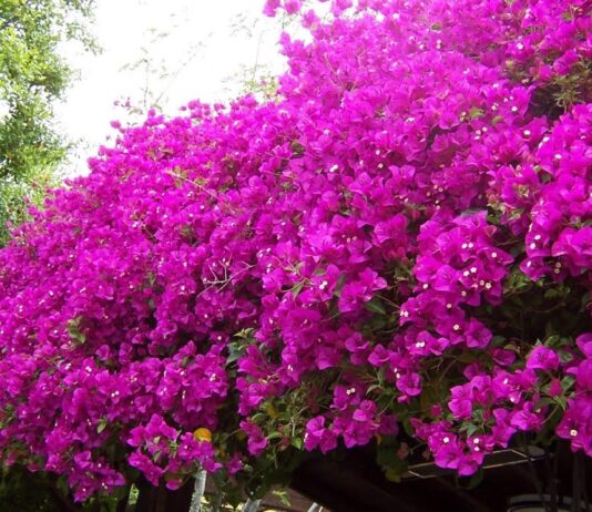 Bugenvilija – ukrasna penjačica dugotrajne cvatnje Bugenvilija – ukrasna penjačica dugotrajne cvatnje