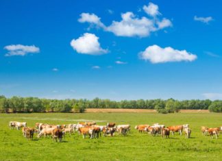 Dopunjen Plan objave natječaja iz Programa ruralnog razvoja za 2022. plan natječaja iz programa ruralnog razvoja