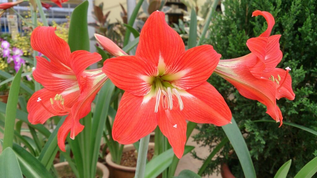 Amarilis – cvatnja ususret zimi