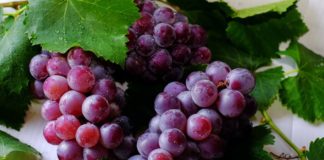 isplata rada regionalnih organizacija vinara i vinogradara